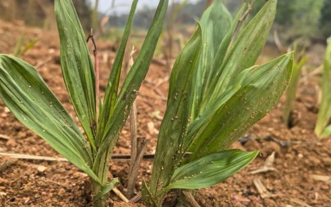 白芨种子播种技术指南：从选时到出苗，手把手教你提高成活率
