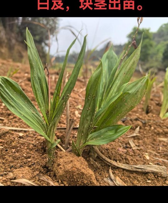白芨种子播种技术指南：从选时到出苗，手把手教你提高成活率