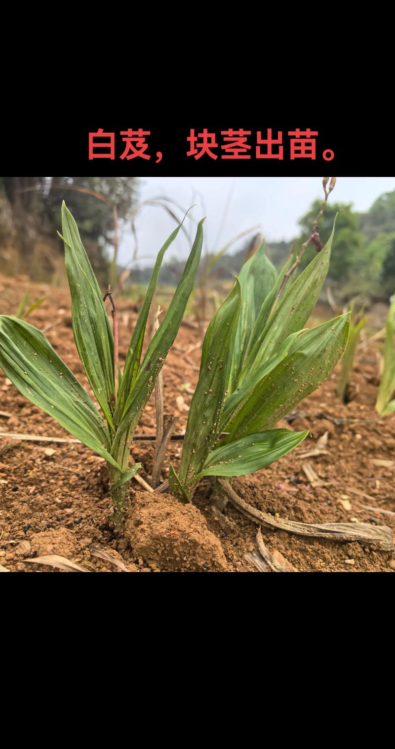 白芨种子播种技术指南:从选时到出苗,手把手教你提高成活率 一、适宜时间