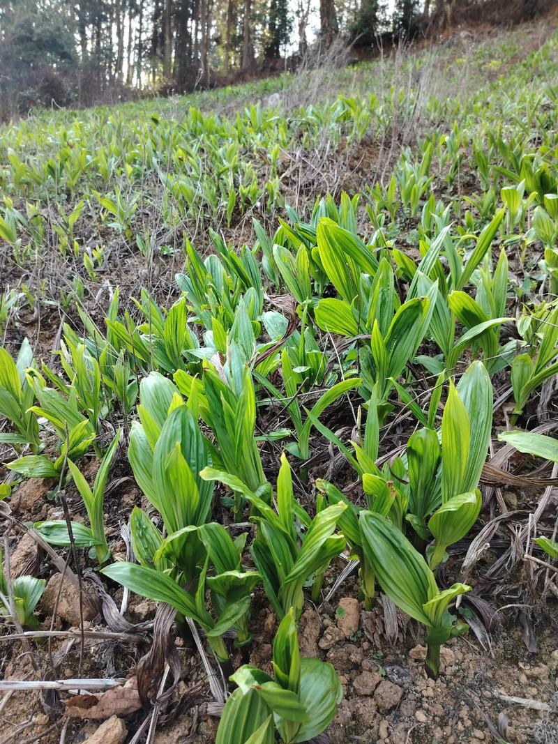 白芨种子播种技术指南:从选时到出苗,手把手教你提高成活率 三、栽前处理(白芨种子特殊处理)