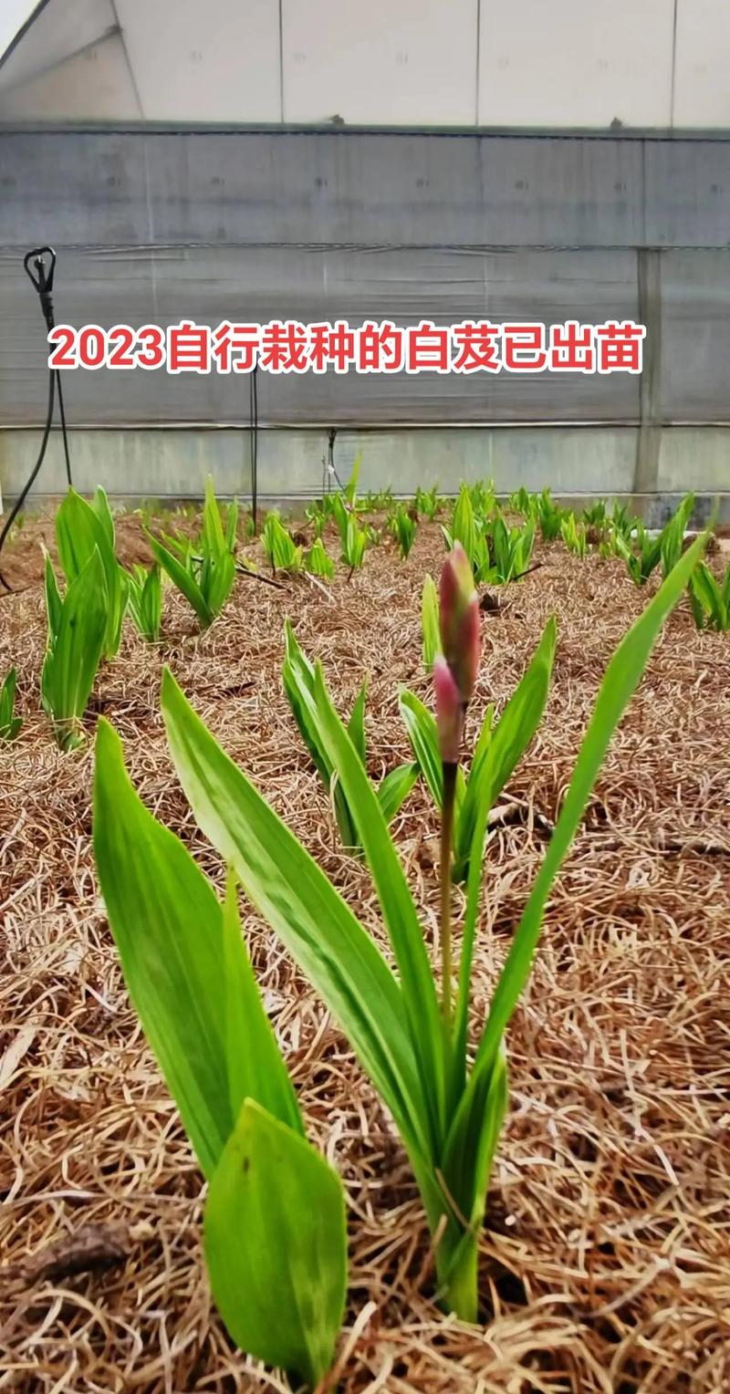 白芨种子播种技术指南:从选时到出苗,手把手教你提高成活率 六、缓苗管理
