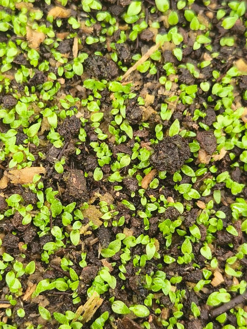 白芨种子播种技术指南:从选时到出苗,手把手教你提高成活率 五、浇定根水