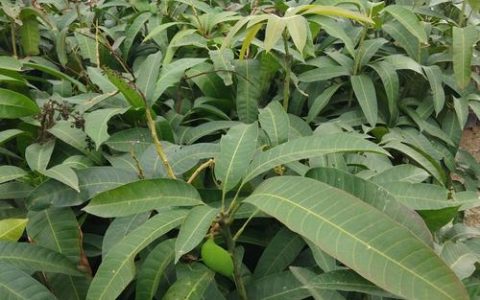 芒果苗长什么样子？从叶片到根系的全方位识别指南