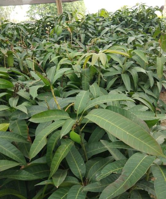 芒果苗长什么样子？从叶片到根系的全方位识别指南