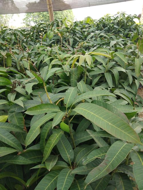 芒果苗长什么样子?从叶片到根系的全方位识别指南 芒果苗长什么样子?从叶片到根系的全方位识别指南