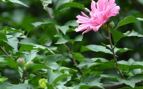 木槿花长什么样？锦葵科锦葵属的庭院美化植物详解