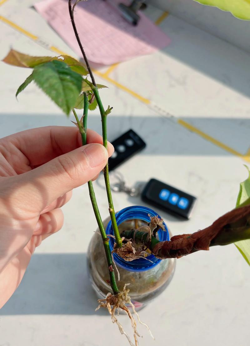 狗牙花繁殖全攻略:嫩枝扦插+分株压条,精准参数助你轻松爆盆 三、嫩枝扦插操作流程与关键节点控制