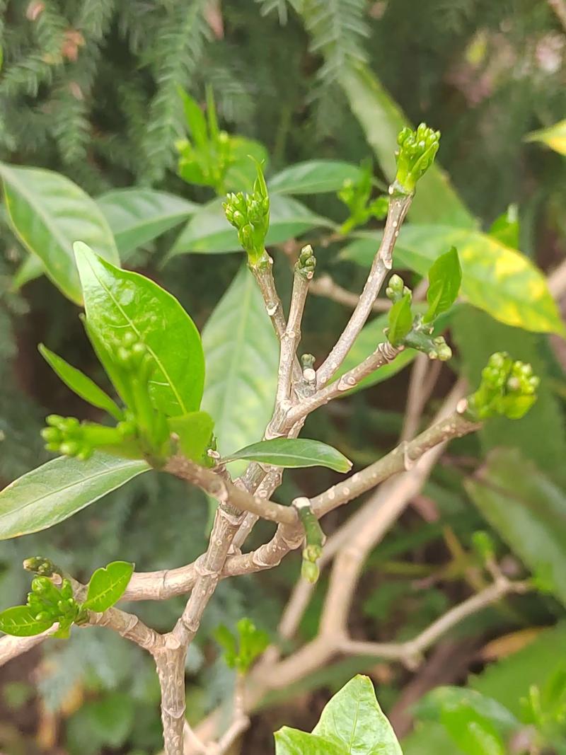 狗牙花繁殖全攻略:嫩枝扦插+分株压条,精准参数助你轻松爆盆 二、基质配制与环境参数设定