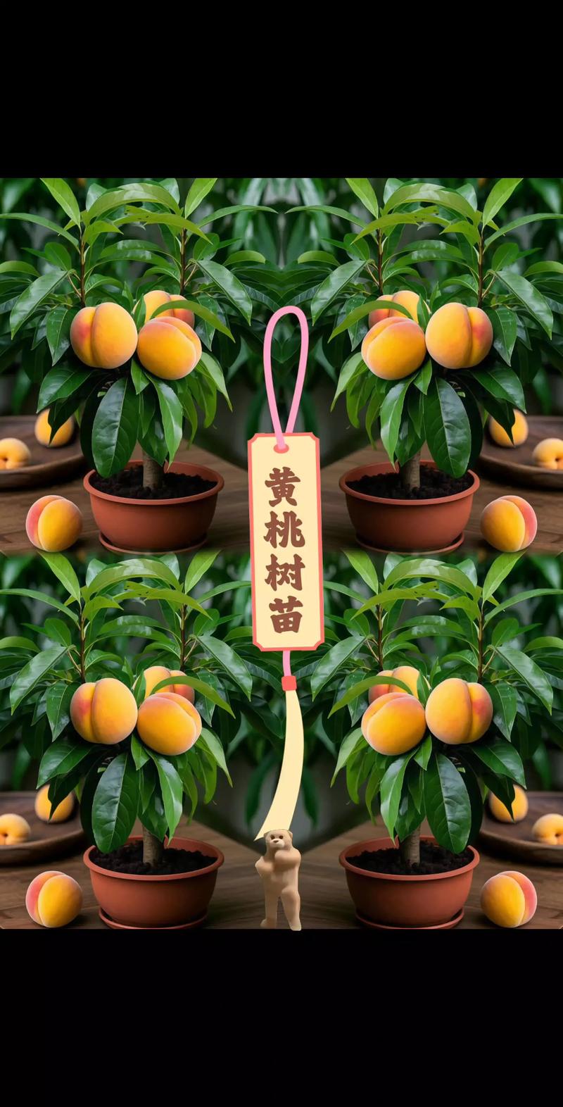 黄桃树苗采购与种植全攻略:如何选对品种并避开虚假渠道 黄桃树苗采购与种植全攻略:如何选对品种并避开虚假渠道