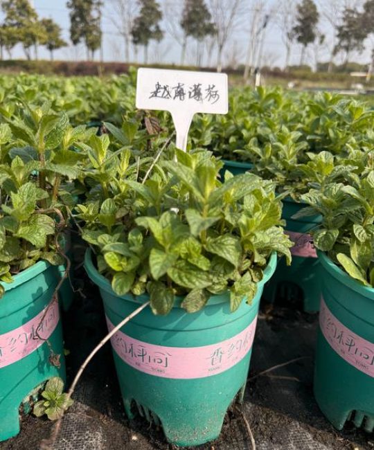 新手种什么好？这三种植物皮实好养，附完整种植指南