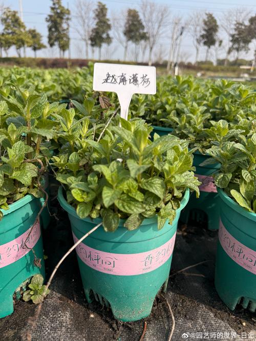 新手种什么好?这三种植物皮实好养,附完整种植指南 一、三种好种植植物的推荐理由与种植要点