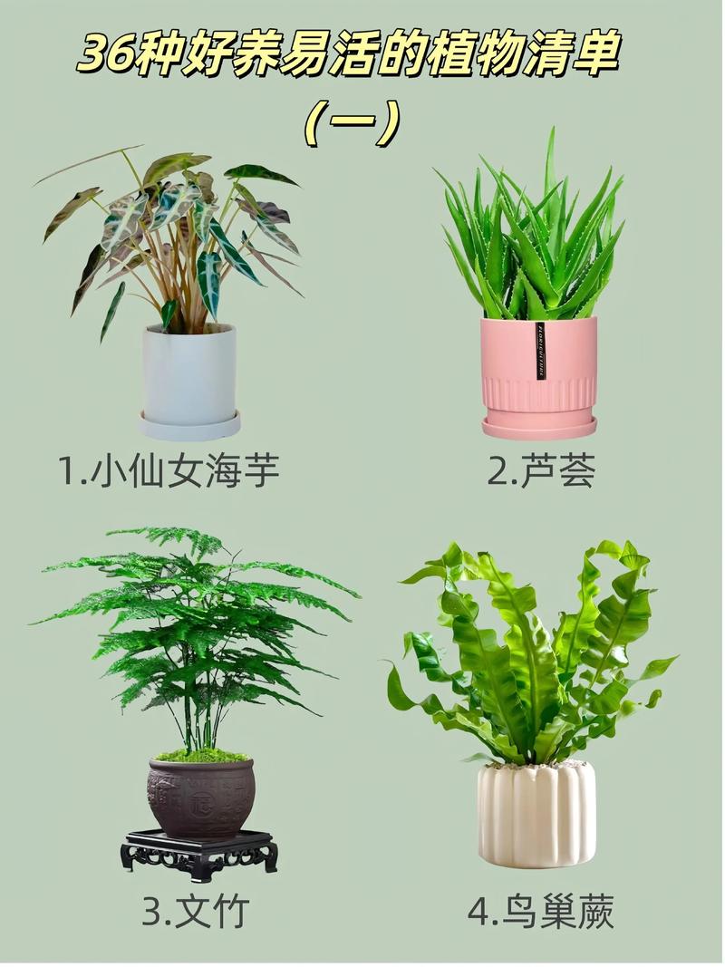 新手种什么好?这三种植物皮实好养,附完整种植指南 三、结语