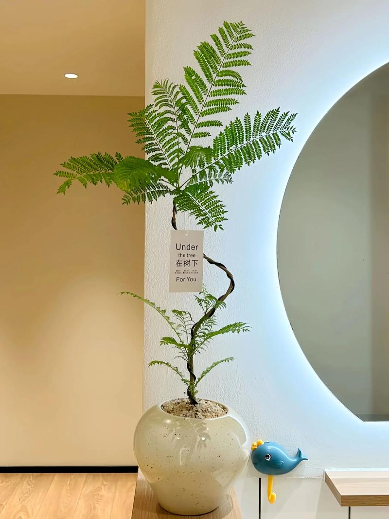蓝花楹生长速度快吗?行道树与庭院应用全攻略(附规格与移栽技术) 行道树与庭院应用规格