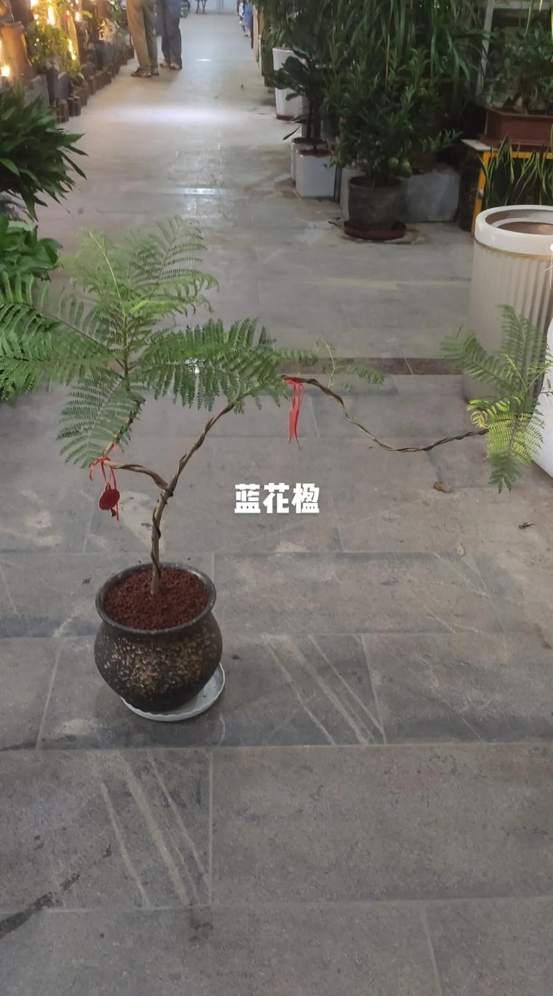 蓝花楹生长速度快吗?行道树与庭院应用全攻略(附规格与移栽技术) 全冠移栽技术要点