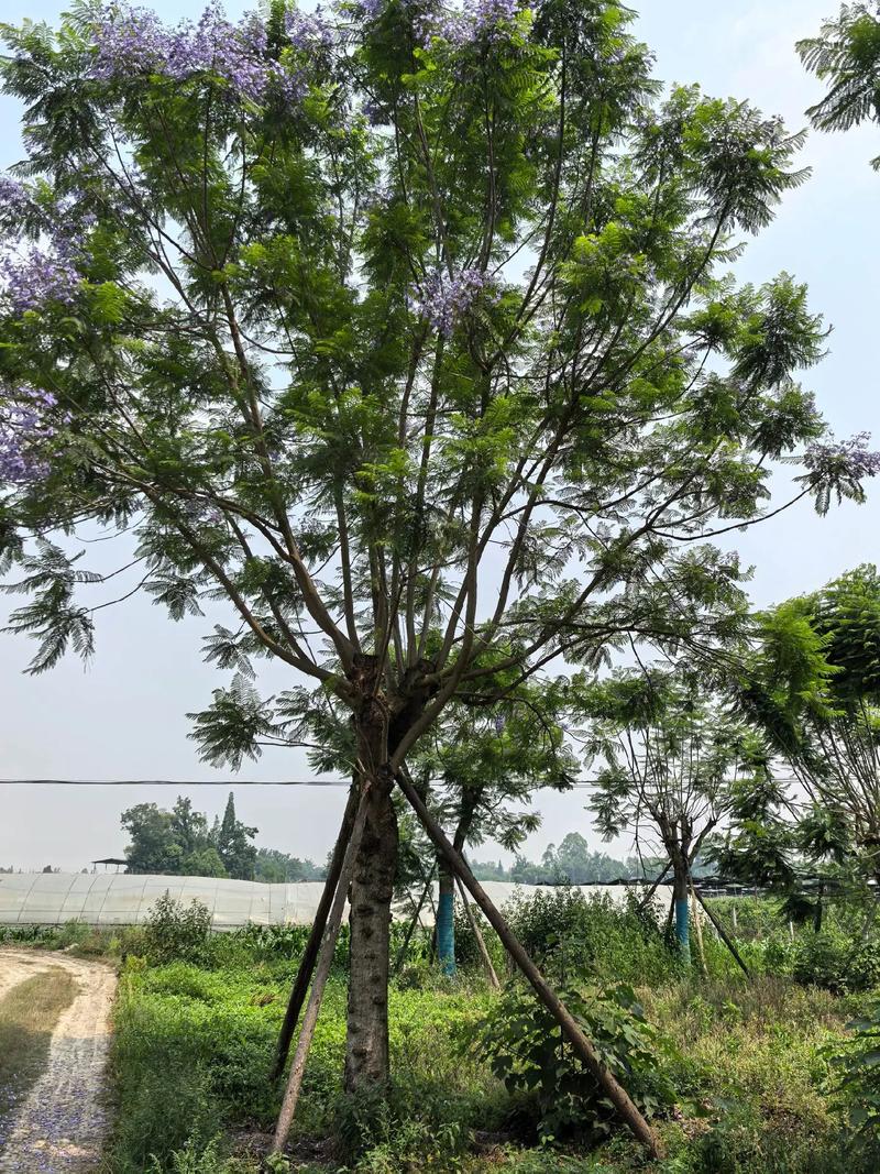 蓝花楹生长速度快吗?行道树与庭院应用全攻略(附规格与移栽技术) 支撑固定系统方案