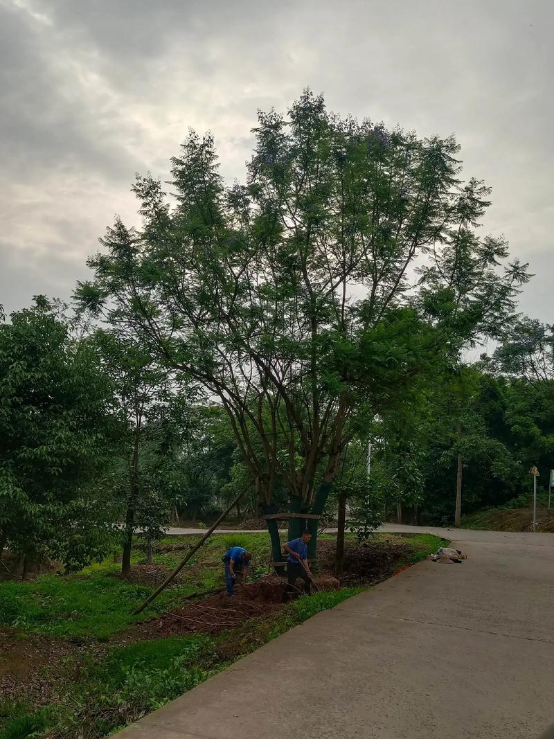 蓝花楹生长速度快吗?行道树与庭院应用全攻略(附规格与移栽技术) 修剪与长期管理