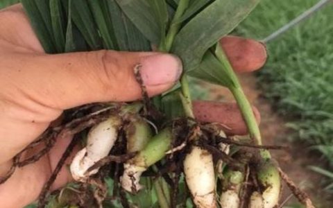 一亩白芨种苗多少钱？2025年最新价格参考与影响因素分析