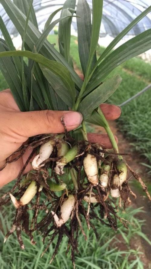 规格：种苗类型决定基础价格