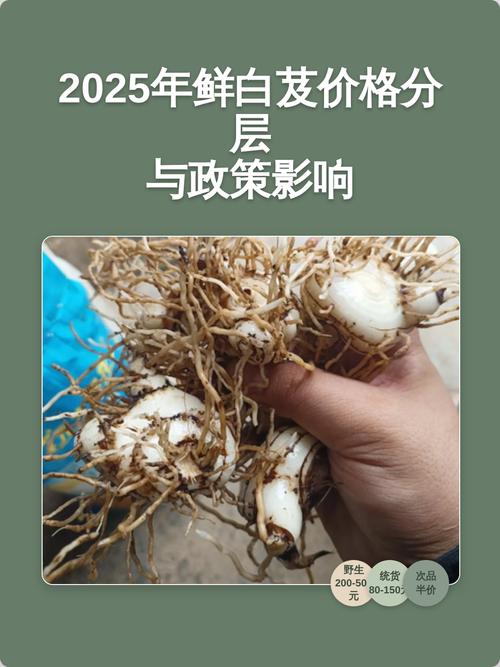 季节：春秋两季价格波动约15%