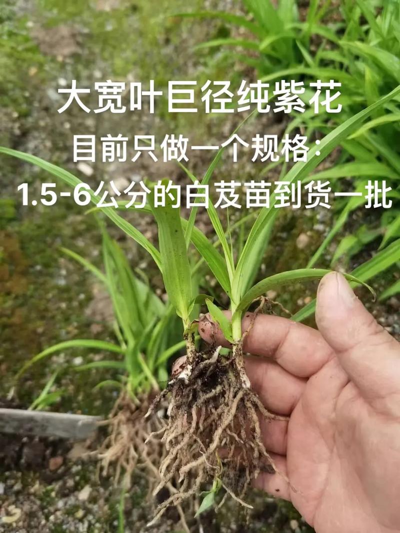 数量：批量采购降低单价