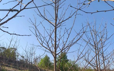 银杏树苗水培可行性全解析：从水培入门到果苗种植指南