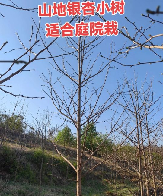 银杏树苗水培可行性全解析：从水培入门到果苗种植指南