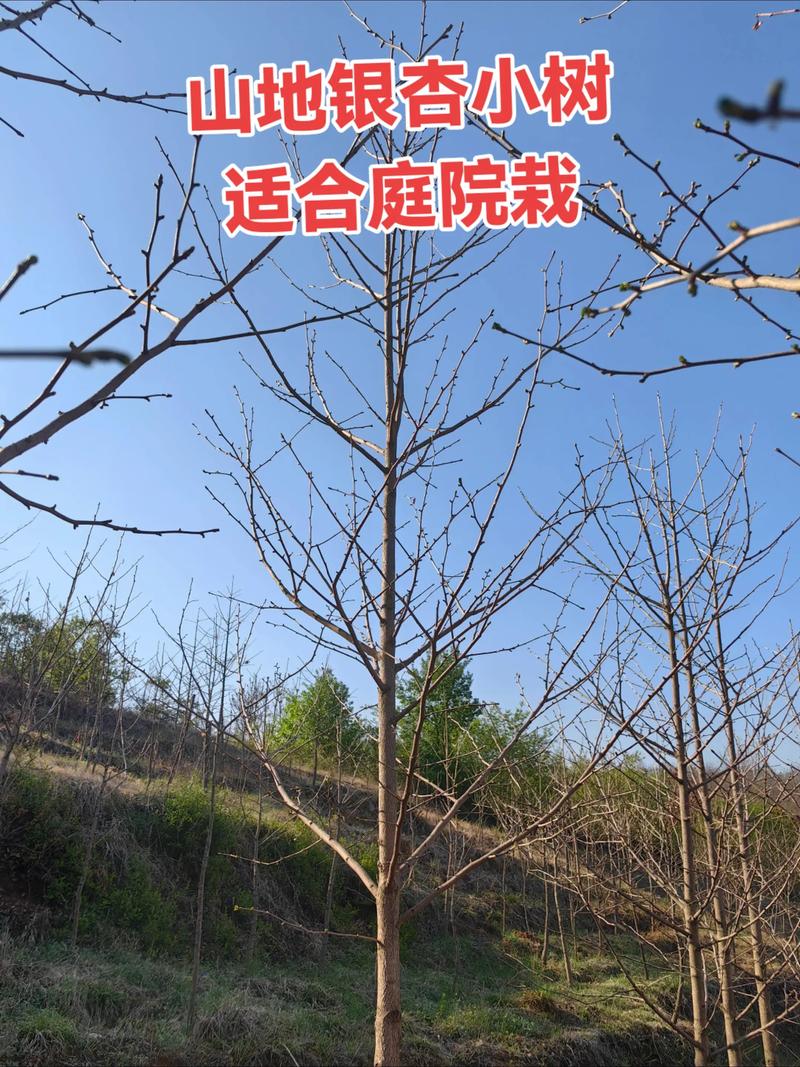 银杏树苗可以水培，但长期果实生产需回归土培