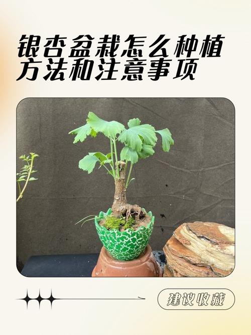 总结验证：水培可行，但土培嫁接苗才是稳产根基