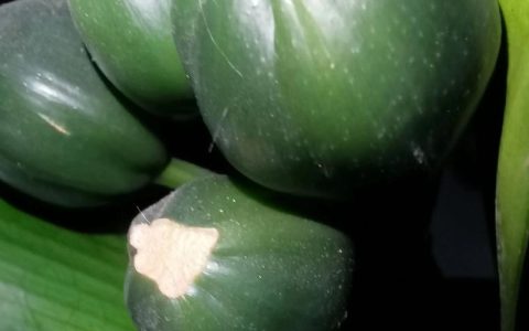 君子兰种子种植方法和种植时间详解
