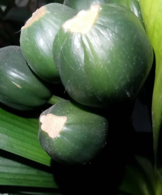 君子兰种子种植方法和种植时间详解