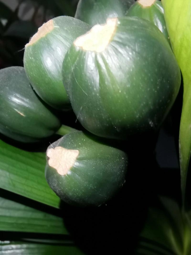 君子兰种子种植方法和种植时间详解