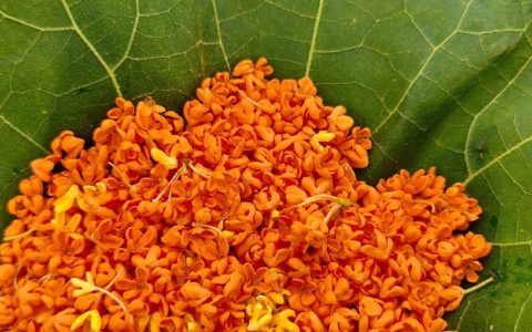 鲜桂花怎么制作桂花茶？手把手教你锁住满室秋香