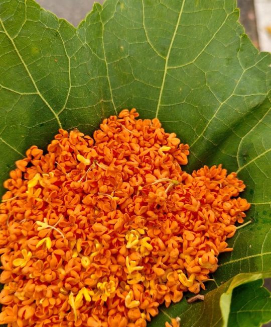 鲜桂花怎么制作桂花茶？手把手教你锁住满室秋香