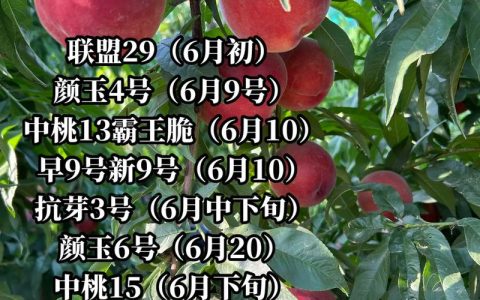 桃树品种全解析：4大主流品种对比与种植选购指南（2026年数据）