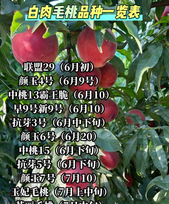 桃树品种全解析：4大主流品种对比与种植选购指南（2026年数据）