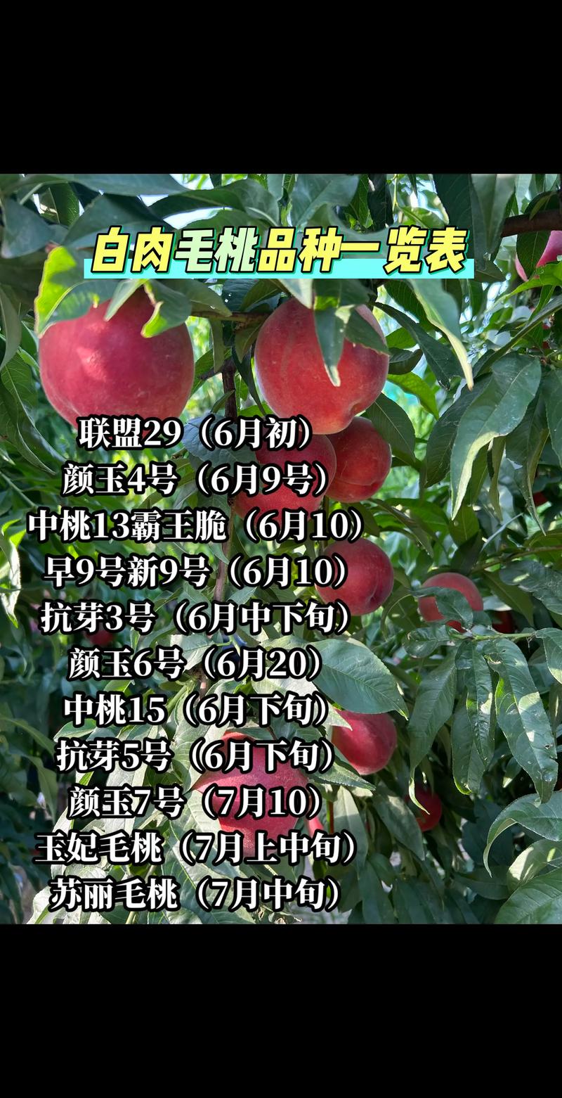 桃树品种全解析:4大主流品种对比与种植选购指南(2026年数据) 一、4大品种6维度对比表