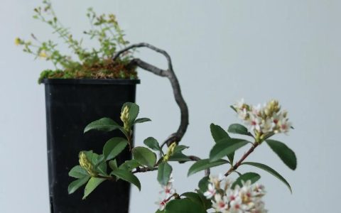 海岛春花结果什么样？果实特征、观赏期与促果养护全攻略