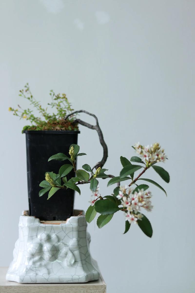 一、花期与果期（含表格）