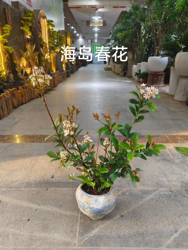 二、开花结果的关键影响因素