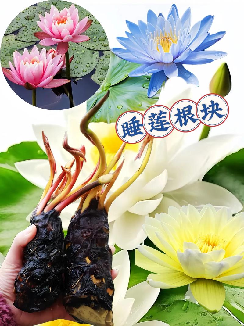 种睡莲需要泥土吗?答案与全部操作细节 常见误区:这三点要避开