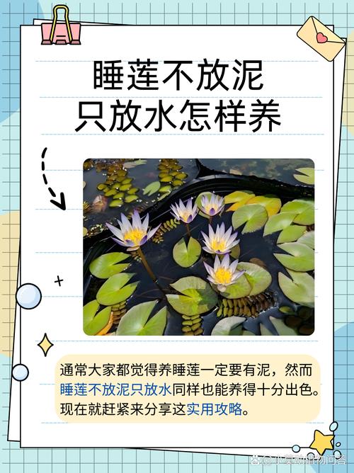 种睡莲需要泥土吗?答案与全部操作细节 睡莲种植全流程参数