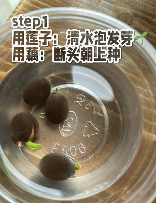 种睡莲需要泥土吗?答案与全部操作细节 总结与行动清单