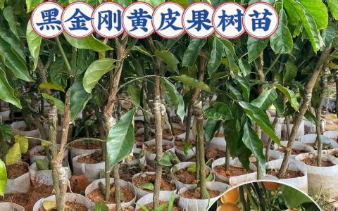 黄皮树施什么肥料最好？家庭养护全指南