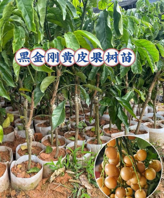 黄皮树施什么肥料最好？家庭养护全指南