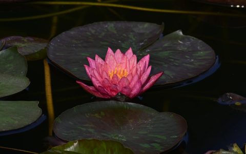 睡莲为什么叫睡莲？水景种植与生态养护全指南