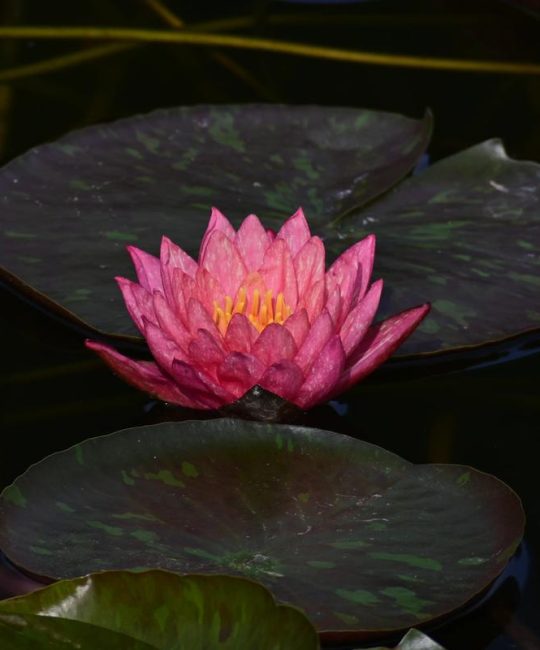 睡莲为什么叫睡莲？水景种植与生态养护全指南