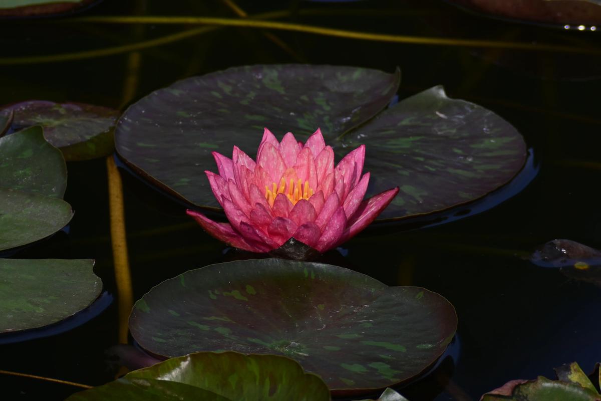 睡莲为什么叫睡莲?水景种植与生态养护全指南 睡莲为什么叫睡莲?水景种植与生态养护全指南