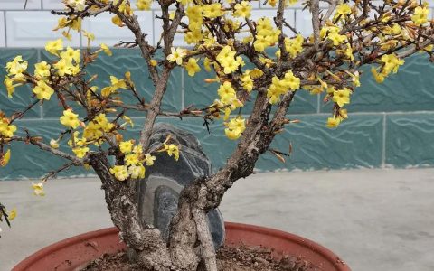 迎春花的寓意是什么？庭院种植与文化解读