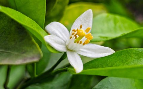 橘子树开的花是什么颜色的？花色特征、花期规律与品种差异全解析