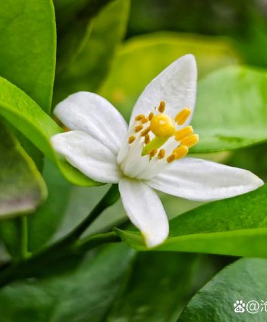 橘子树开的花是什么颜色的？花色特征、花期规律与品种差异全解析